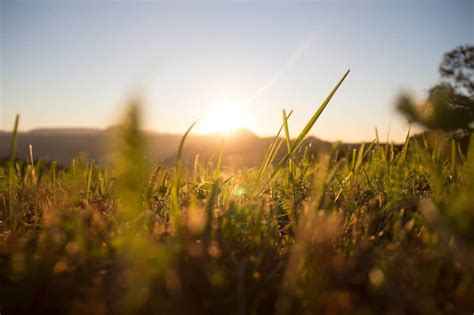 sunrise herbs.